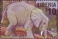 African Elephant (Loxodonta africana) - juvenile