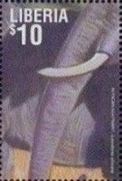 African Elephant (Loxodonta africana)