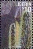 African Elephant (Loxodonta africana), Giant Lobelia (Lobeli