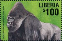 Western Lowland Gorilla (Gorilla gorilla)