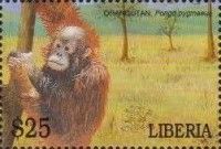 Orangutan (Pongo pygmaeus)