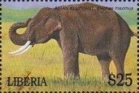 Asian elephant (Elephas maximus)