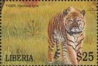 Tiger (Panthera tigris)