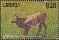 Formosan Sika (Cervus nippon taiouanus)
