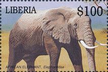 African Elephant (Loxodonta africana)