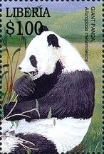 Giant Panda (Ailuropoda melanoleuca)