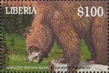 Abruzzo Brown Bear (Ursus arctos marsicanus)