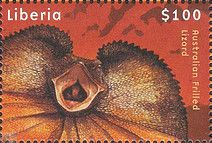 Frilled Lizard (Chlamydosaurus kingii)
