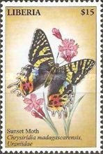 Madagascan Sunset Moth (Chrysiridia rhipheus)