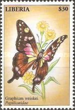 Purple Spotted Swallowtail (Graphium weiskei)