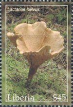 Lactarius helvus