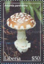 Amanita pantherina