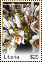 Neobenthamia gracilis
