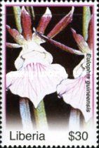 Eulophia guineensis