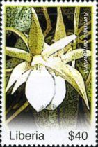 Aerangis curnowiana