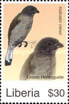 Lesser Honeyguide (Indicator minor)