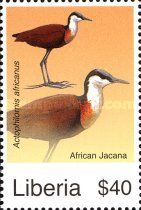 African Jacana (Actophilornis africanus)
