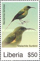Malachite Sunbird (Nectarinia famosa)