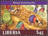 Women Scratching Rice