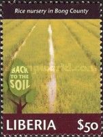 Rice Nursery in Bong County
