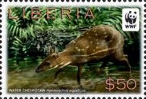 Water Chevrotain (Hyemoschus aquaticus)