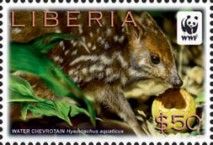 Young Water Chevrotain (Hyemoschus aquaticus)