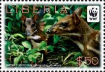 Two Water Chevrotains (Hyemoschus aquaticus)