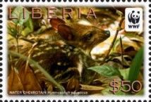 Young Water Chevrotain (Hyemoschus aquaticus)