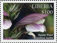 Oyster Plant (Acanthus mollis)