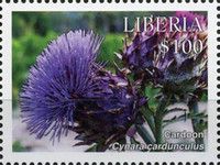 Cardon (Cynara cardunculus)