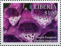 Purple Foxglove (Digitalis purpurea)