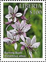 Burning Bush (Dictamus albus)