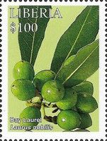 Bay Laurel (Laurus nobilis)