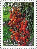 African Oil Palm (Elaeis guineensis)