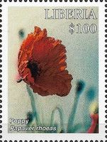 Poppy (Papaver rhoeas)