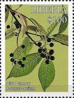 Bird Cherry (Prunus Avium)