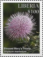 Blessed Mary's Thistle (Silybum marianum)
