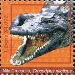 Nile Crocodile (Crocodylus niloticus)