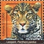 Leopard (Panthera pardus)