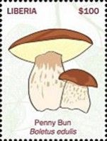 Penny Bun (Boletus edulis)
