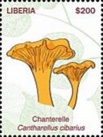 Chanterelle (Cantharellus cibarius)