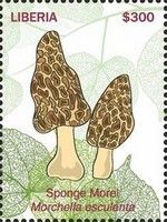 Sponge Morel (Morchella esculenta)