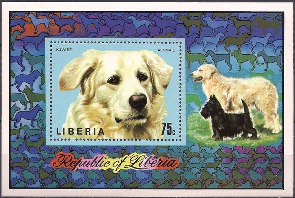Hungarian Kuvasz (Canis lupus familiaris)