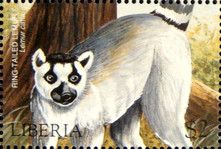 Ring-Tailed Lemur (Lemur catta)