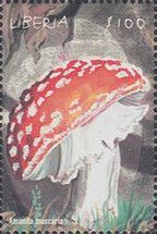 Amanita muscaria