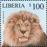 Lion (Panthera leo)