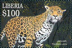 Jaguar (Panthera onca)
