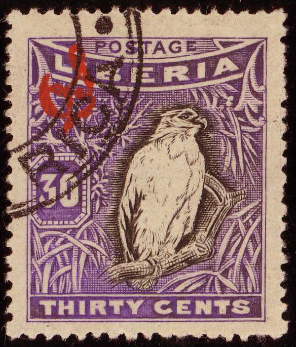 Palm-nut Vulture (Gypohierax angolensis) - Overprint