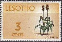 Sorghum