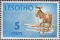 Basotho Pony (Equus ferus caballus)